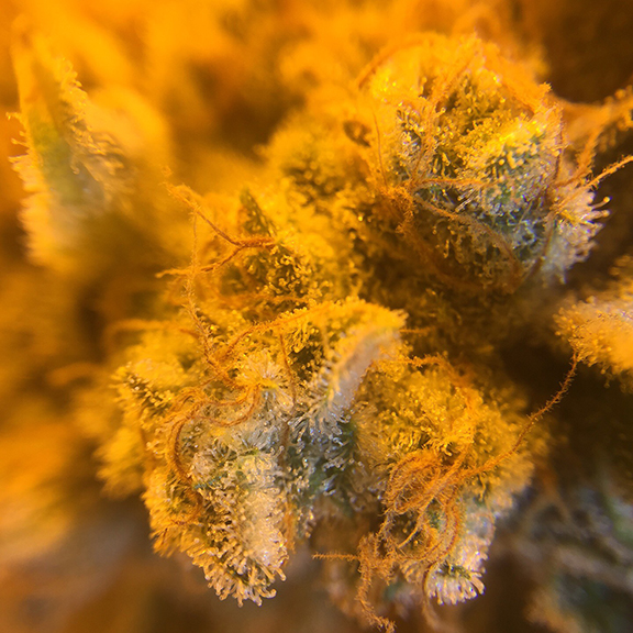 MTL_Sage13 Jan2021