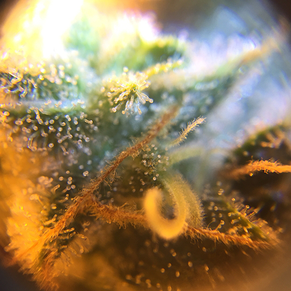 MTL_Sage5 Jan2021