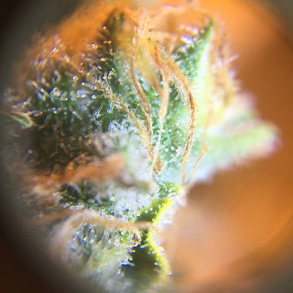 MTL_Sage9 Jan2021